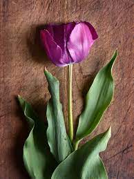 Now it's time to pick out your own tulip bulbs to plant next fall or live tulips to place in your home now!. 12 Beautiful Types Of Tulips Better Homes Gardens