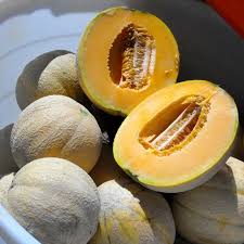 Image result for Cucumis melo