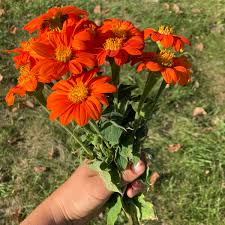 Image result for Tithonia