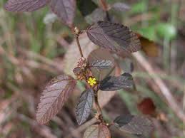 Image result for Waltheria