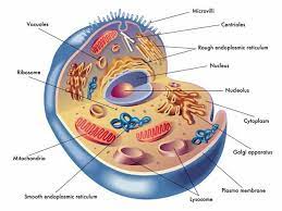 Molecular Machines Self Eating Cells And Flatlands Physics Take Nobel Prizes Human Cell Diagram Cell Diagram Mitochondria