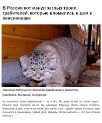 При этом для дома порода не подходит, так как обычный человек не справится с этим животным. I Tak Byvaet Soobshestvo Zveryo Moyo Na Drive2