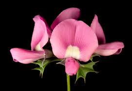 Image result for Fabaceae subfamily Papilionoideae