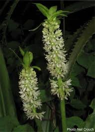 Image result for Eucomis zambesiaca