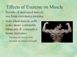 Dec 10, 2020 · stem cells are cells that have the potential to develop into many different or specialized cell types. Muscular System The Muscular System Muscles Are Responsible