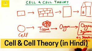 Cell theory is one of the basic principles of biology. Cell Cell Theory In Hindi Youtube