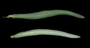 Image result for Blepharis dunensis