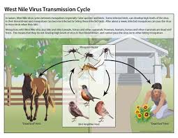 Cade Tick Borne And Mosquito Borne Disease