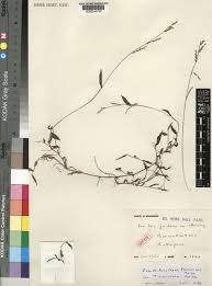 Image result for Pseudechinolaena