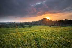 For more information and source, see on this link : Lukisan Pemandangan Sawah Padi Pada Waktu Senja