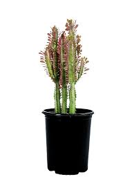Image result for Euphorbia rubriflora
