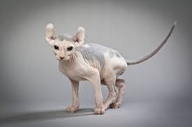 Der züchter paul mcsorley kreuzte die bereits vorhandenen katzenrassen sphynx und munchkin und es entstand eine meist kurzbeinige katze mit spärlicher. Elfenkatze Die Kahle Mieze Mit Den Gebogenen Ohren My Animals