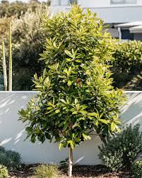 Image result for Tristaniopsis