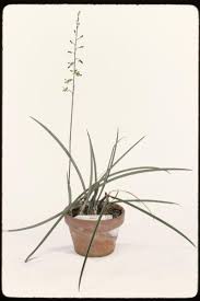 Image result for Eulophia petersii