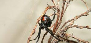 If the culprit is a black widow spider, then the. Black Widow Spider Is Toxic To Dogs Pet Poison Helpline
