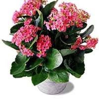 Image result for Kalanchoe velutina