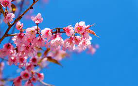 download wallpapers cherry blossom spring spring pink flowers blue clear sky cherry branches besthqwallpapers com pink flowers cherry blossom blossom