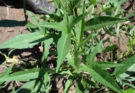 Image result for Vernonia thomsoniana