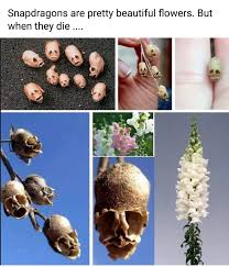Something Really Strange Happens To Snapdragon Flowers When They Die Snapdragon Flowers Really Funny Memes Wtf Fun Facts