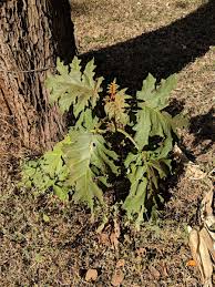 Image result for Solanum chrysotrichum