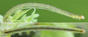 Image result for Eupithecia subumbrata