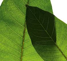 Image result for Harungana