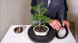 Learn the history,cultivation techniques, maintenance, etc in this article. How To Make A Bonsai Step By Step Beginners Guide To Wiring Trees Youtube