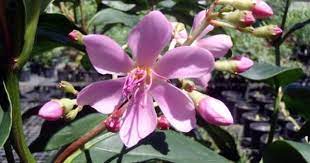 Medinilla Apoensis Nse Tropicals Plants Planting Flowers Flowers