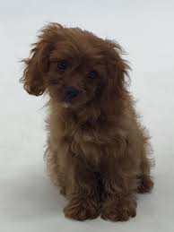 Cavalier Cavapoo Cavoodle Kennel Lutje Laif S Cavalier Cavapoo Cavoodle Kennel Lutje Laif S