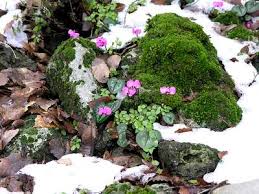 Image result for Cyclamen parviflorum