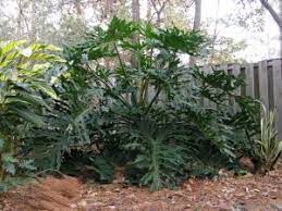 Tree Philodendron Aka Split Leaf Philodendron Bipinnatifidum Herself S Plants Philodendron Outdoor Plants Plants