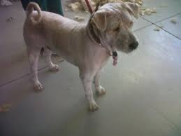 Groomingdales is a full service professional pet grooming salon. Groomingdales Pietermaritzburg Pet Health Services Phone 033 342 6 Email Contact Think Local
