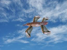 Platypus looks odd because it has. Platypus Uncyclopedia The Content Free Encyclopedia