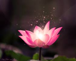 Maybe you would like to learn more about one of these? 43 Lotus Flower Background Wallpaper On Wallpapersafari