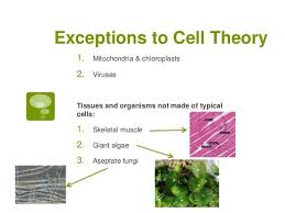 What is cell theory in biology. What Are Some Cell Theory S Exceptions Quora