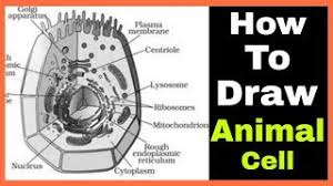 Check spelling or type a new query. How To Draw Animal Cell Step By Step Tutorial For Beginners Smart Biology Booster Youtube