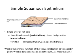 Here you can create your own quiz and questions like this consists of mesothelium and connective tissue. Simple Squamous Epithelium Ppt Video Online Download