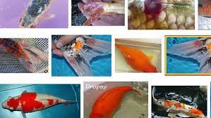 Penyakit Ikan Koi Dan Cara Mengatasinya