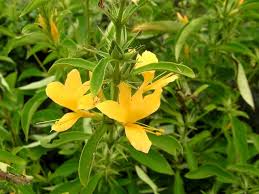 Image result for Blepharis maderaspatensis