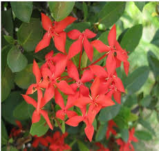 Image result for Ixora praetermissa