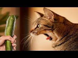 Omg So Cute Best Funny Cats And Dogs Compilation 41 Youtube