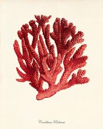 Red Sea Coral Kunst Print Vintage Zee Kunst Afdrukken Oude Etsy In 2020 Coral Art Print Coral Art Sea Life Art