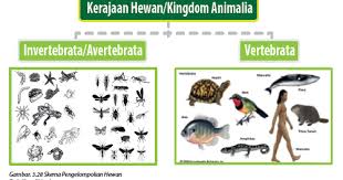  Contoh Gambar Hewan Vertebrata Dan Avertebrata Perbedaan Antara Hewan Vertebrata Dan Avertebrata Wongbejo 5 Contoh Hewan Vertebrata Gambar Hewan Gambar Hewan