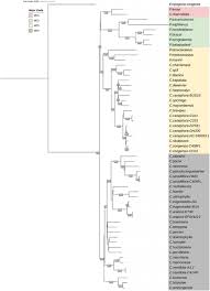 Image result for Coffea mufindiensis