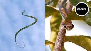 Finally, schmidt`s letter of may 22nd 1997: How Flying Snakes Glide Swimming Through The Air Youtube