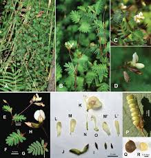 Image result for Smithia