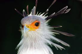 Beautiful flying beautiful secretary bird. Close Up View Of Beautiful Secretary Bird Western Cape Eyes Animal Stock Photo 193446988