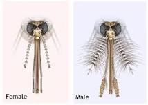 ERNC | Trailside Talks: Mosquitos