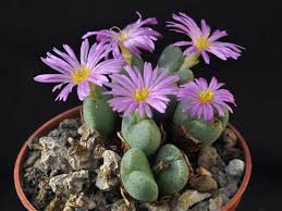 Image result for Chlorophytum velutinum
