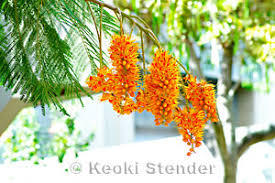 Image result for Colvillea